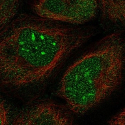 SPOCD1 Antibody, Novus Biologicals 0.1mL; Unlabeled:Antibodies, Polyclonal